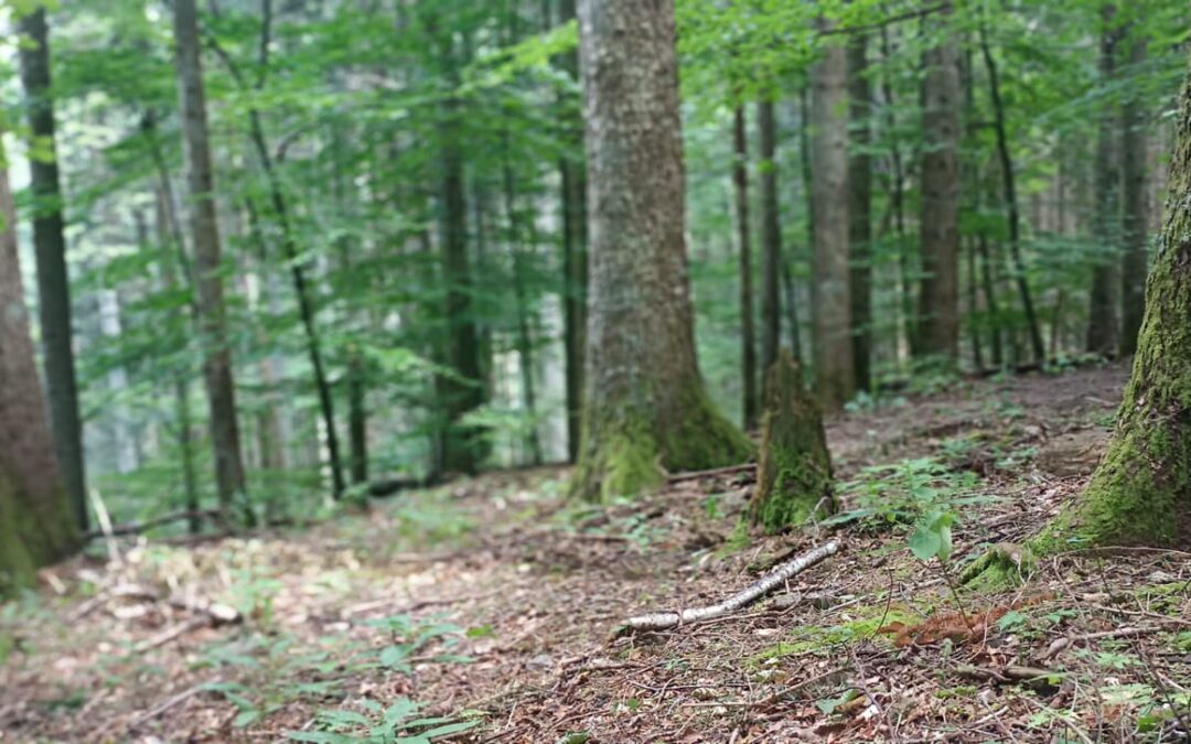 Biofilia e Parquet: Il Benessere Naturale Firmato Fiorentina Parquet