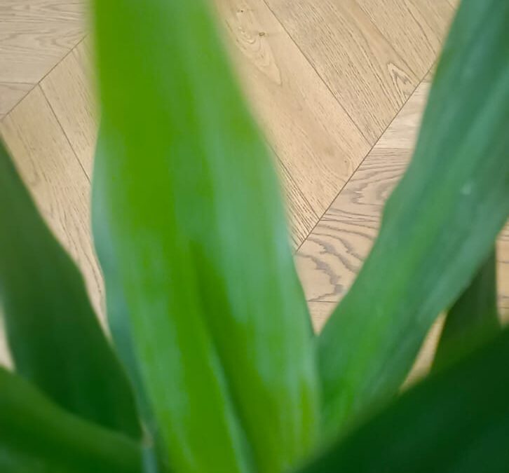 Il Parquet: benessere fisico e mentale sotto i tuoi piedi.